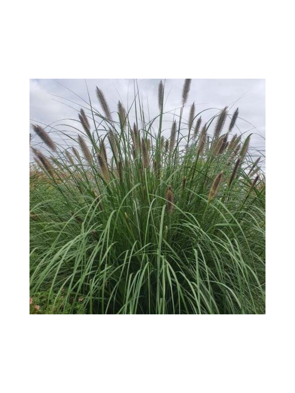 Rozplenica japońska - Pennisetum alopecuroides 'Paul's Giant'