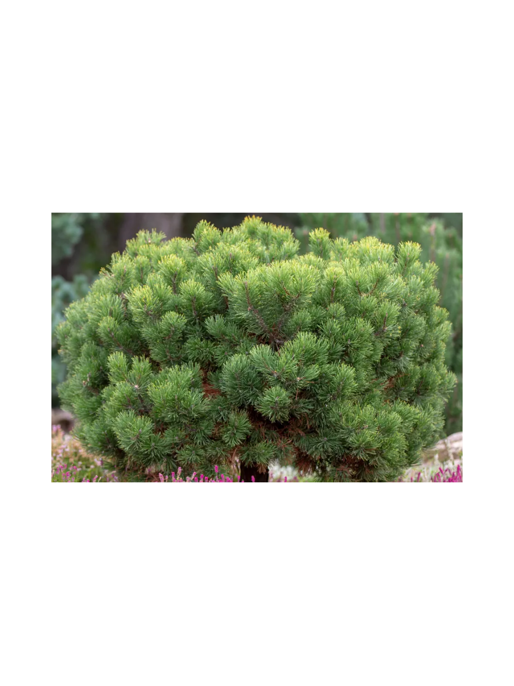 Sosna górska - Pinus mugo var. mughus