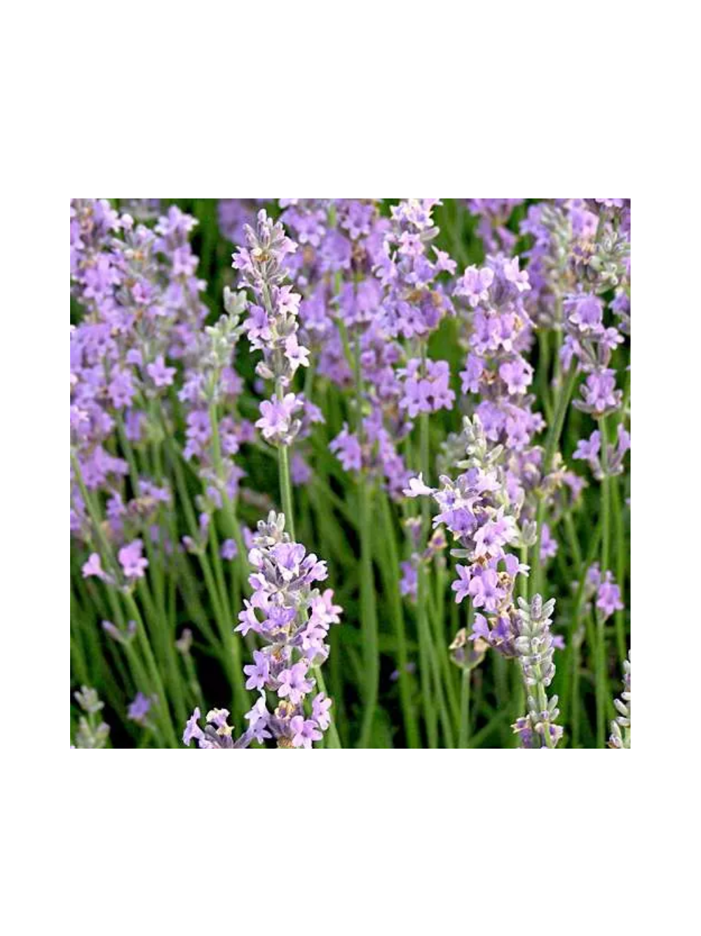 Lawenda wąskolistna - Lavandula angustifolia 'Rosea'