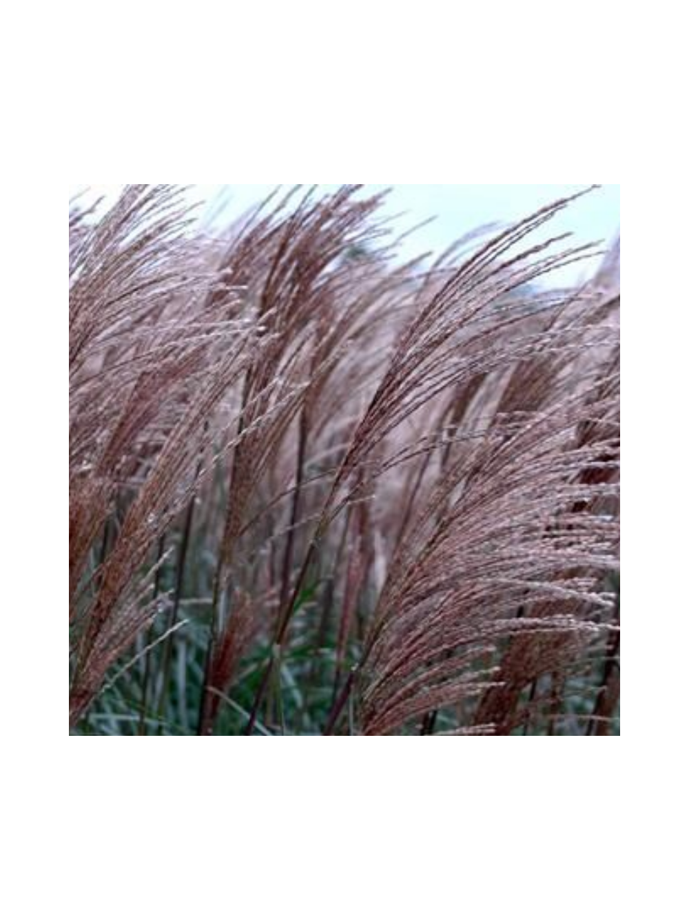 Miskant chiński- Miscanthus sinensis 'Dronning Ingrid'