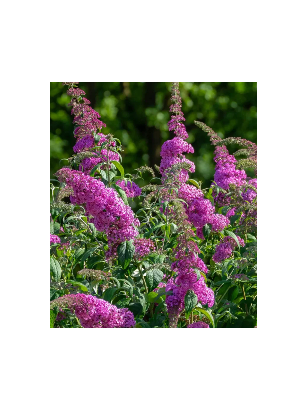 Budleja Dawida - Buddleja davidii 'Pink Delight'