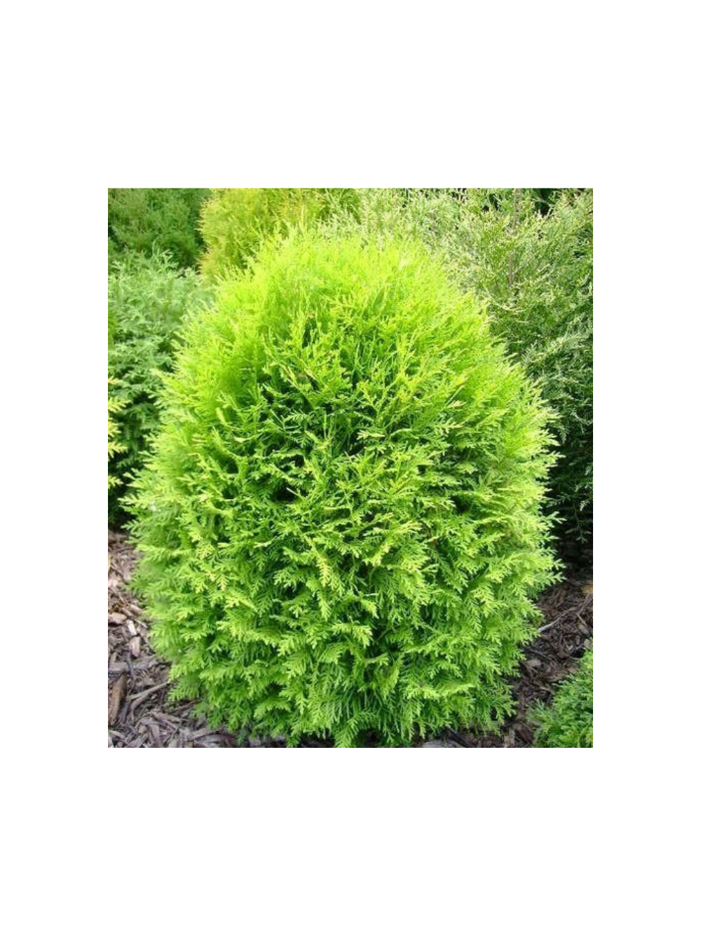 Tuja/żywotnik zachodni - Thuja occidentalis 'Globosa Aurea'