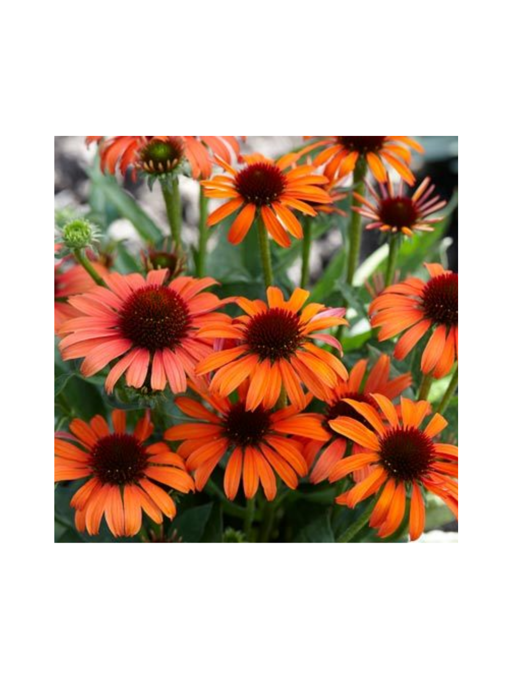 Jeżówka purpurowa - Echinacea purpurea 'Skipper Orange'