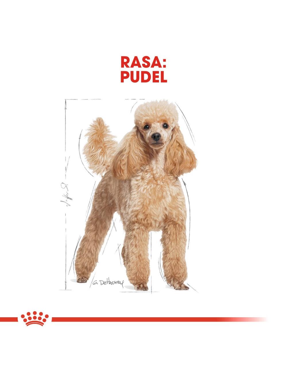 ROYAL CANIN Poodle Adult 1,5kg karma sucha dla psów dorosłych rasy pudel miniaturowy/ opakowanie uszkodzone (7157)!!!!
