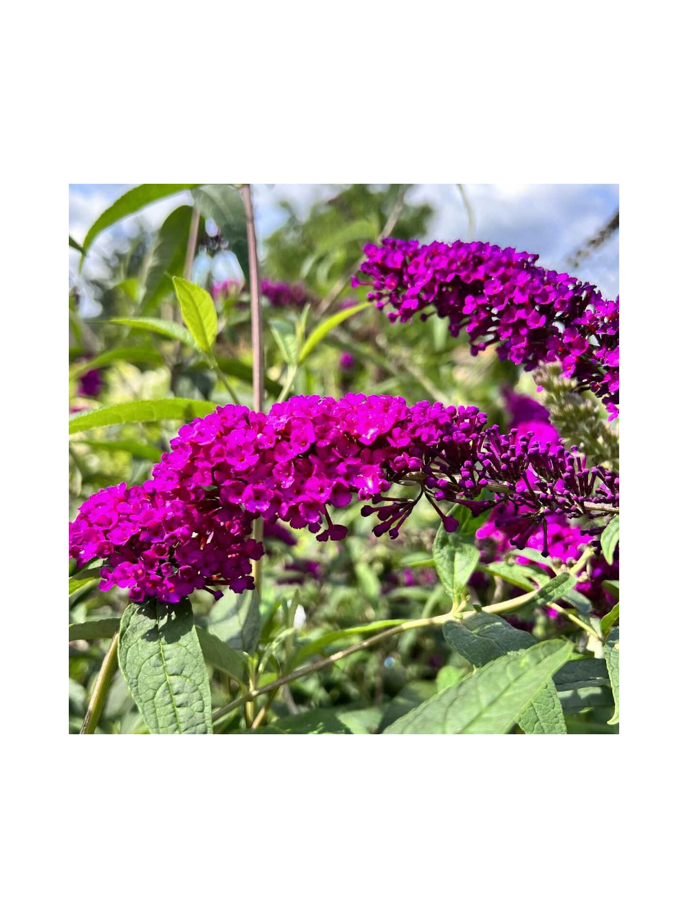 Budleja Dawida - Buddleja davidii 'Royal Red'