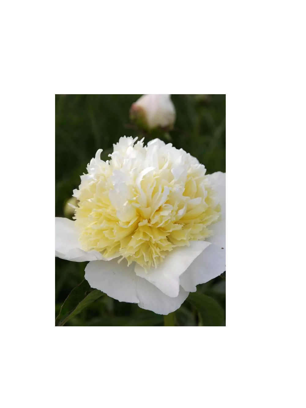 Piwonia chińska - Paeonia lactiflora 'Honey Gold'