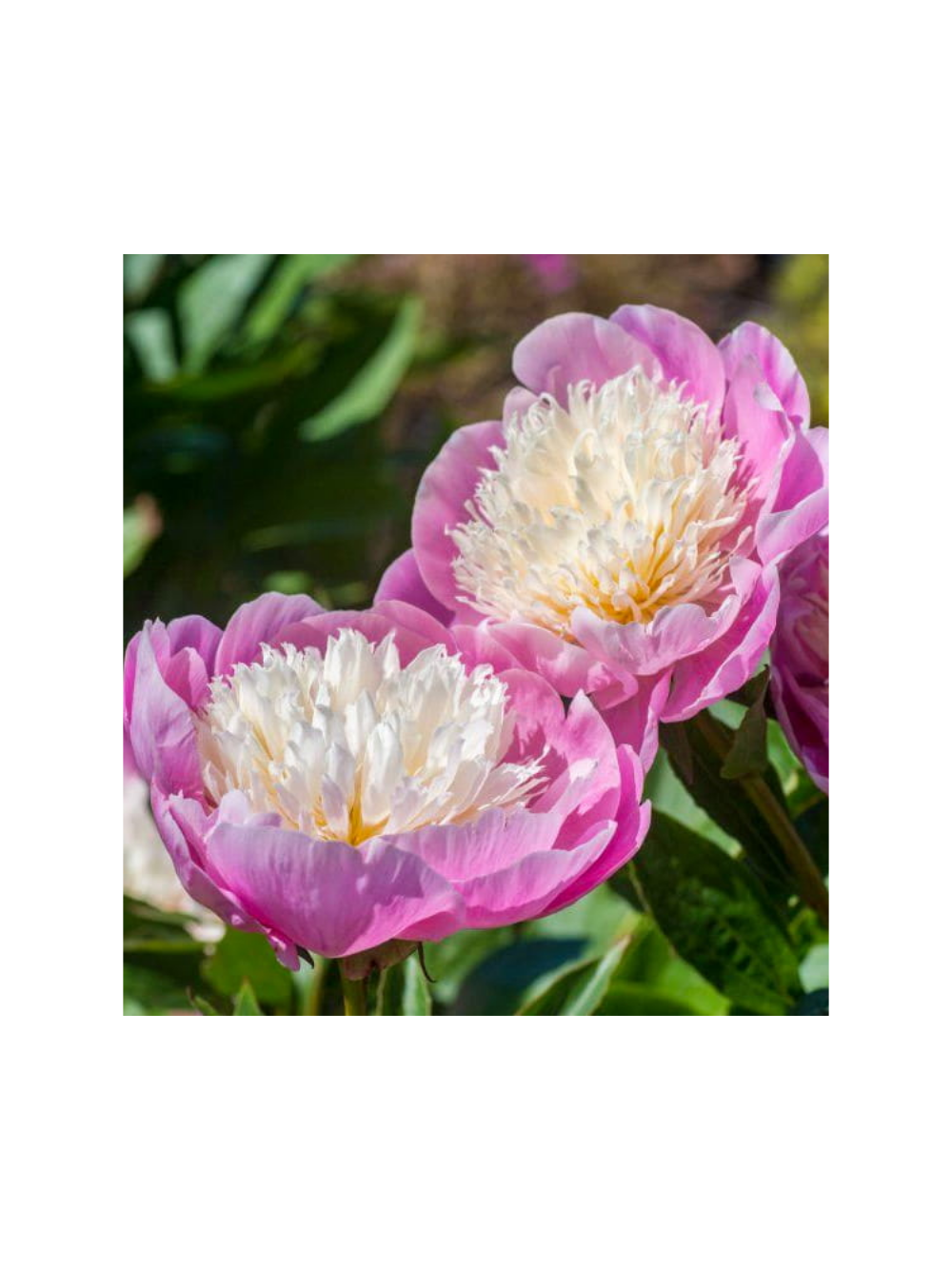 Piwonia chińska - Paeonia lactiflora 'Bowl of Beauty'