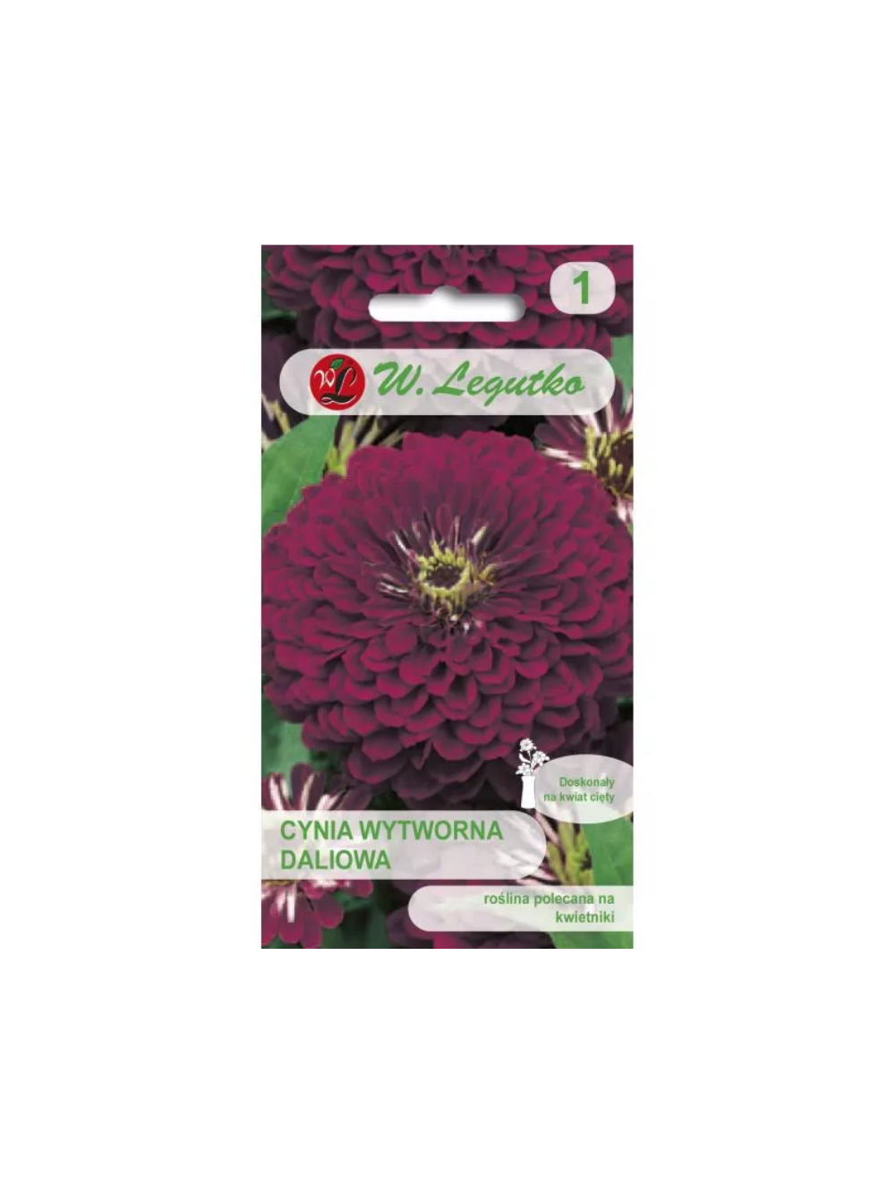 Cynia wytworna daliowa Violet Queen - fioletowa