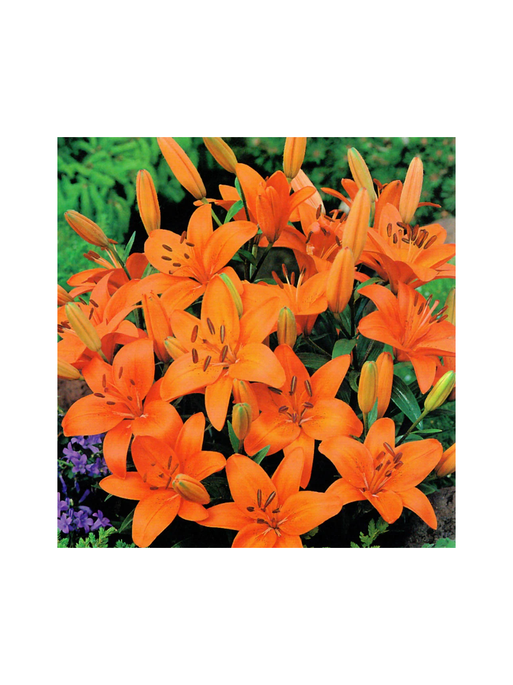 Lilia - Lilium 'Abbersville Pride'