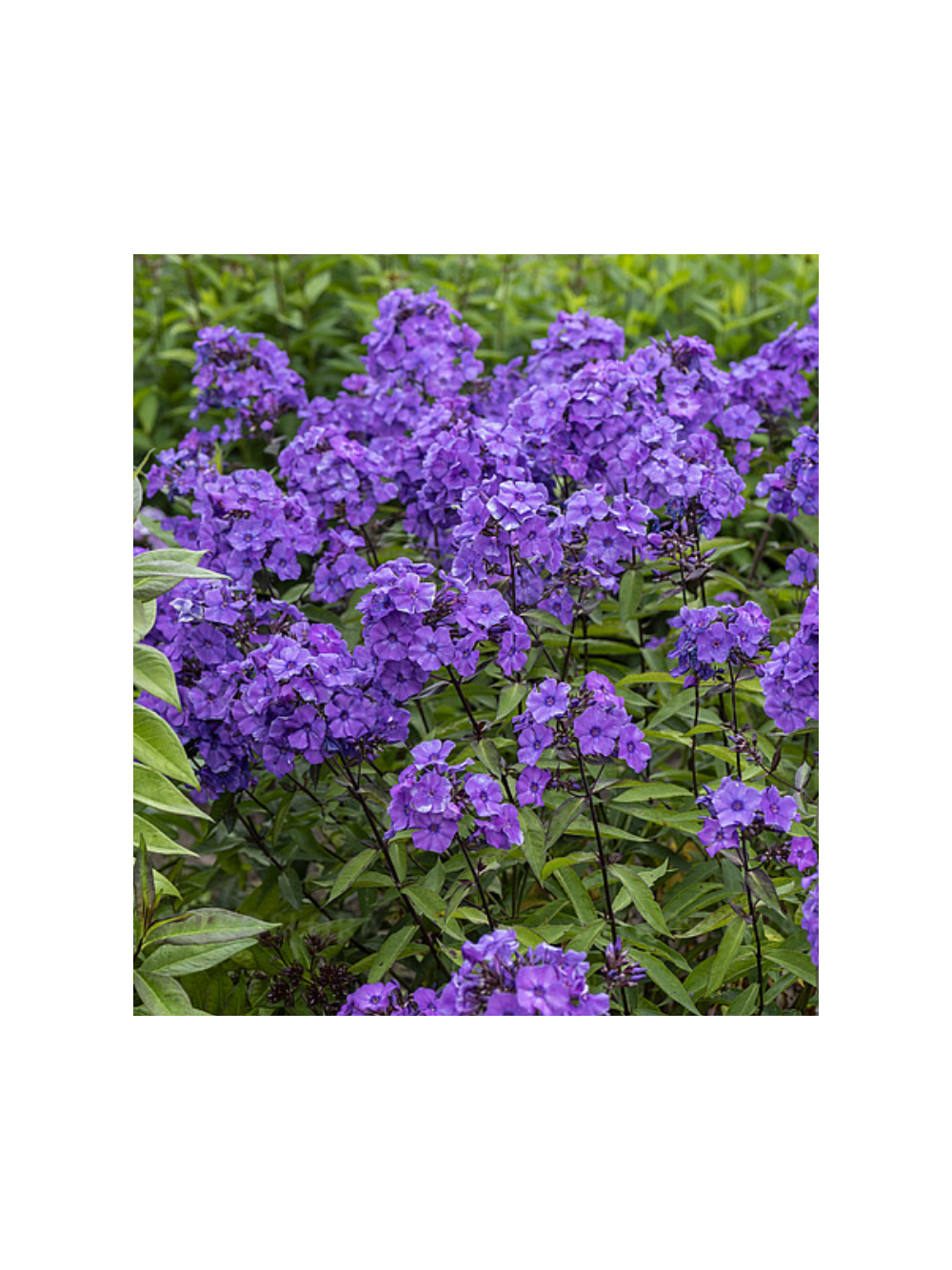 Floks wiechowaty - Phlox paniculata 'Blue Paradise'