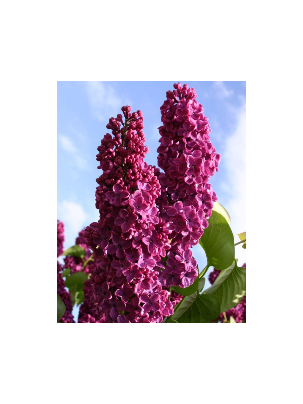 Lilak pospolity - Syringa vulgaris 'And an Ludwig Spath'