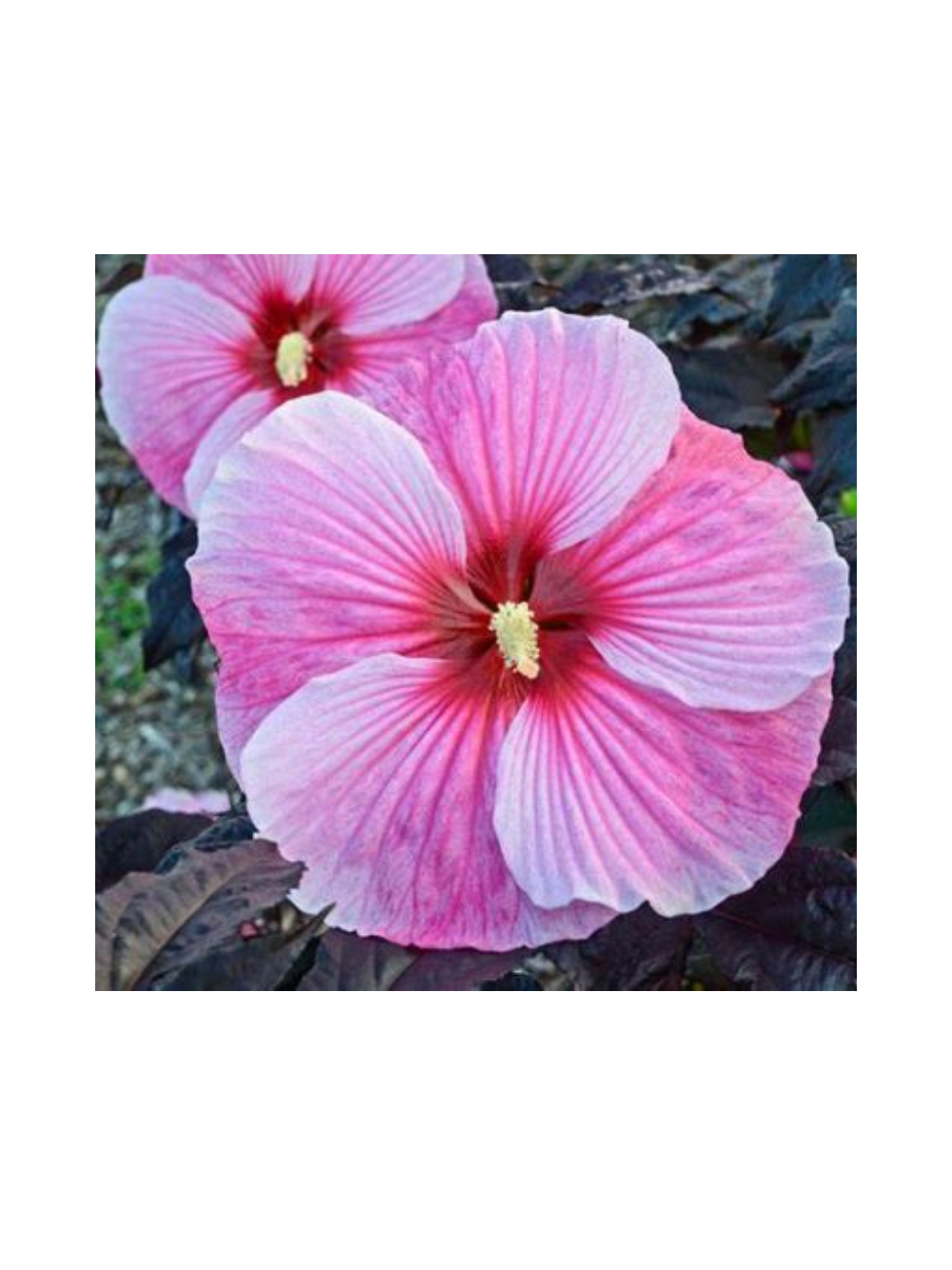 Hibiskus bylinowy ‘Starry Night’