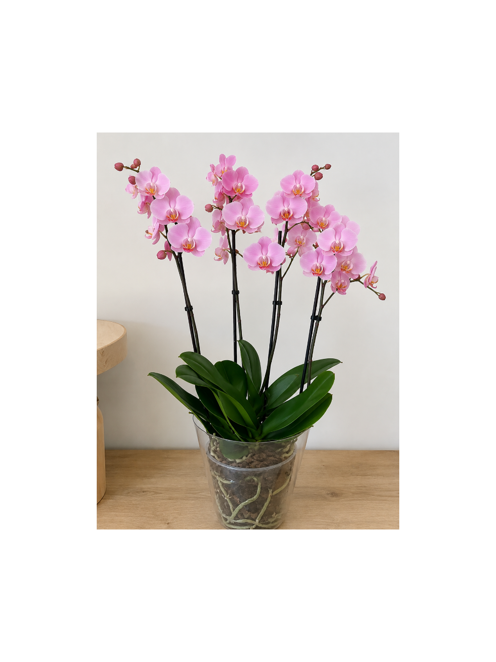 Storczyk Super Extra (Phalaenopsis) 4 pędy jasnoróżowy d12