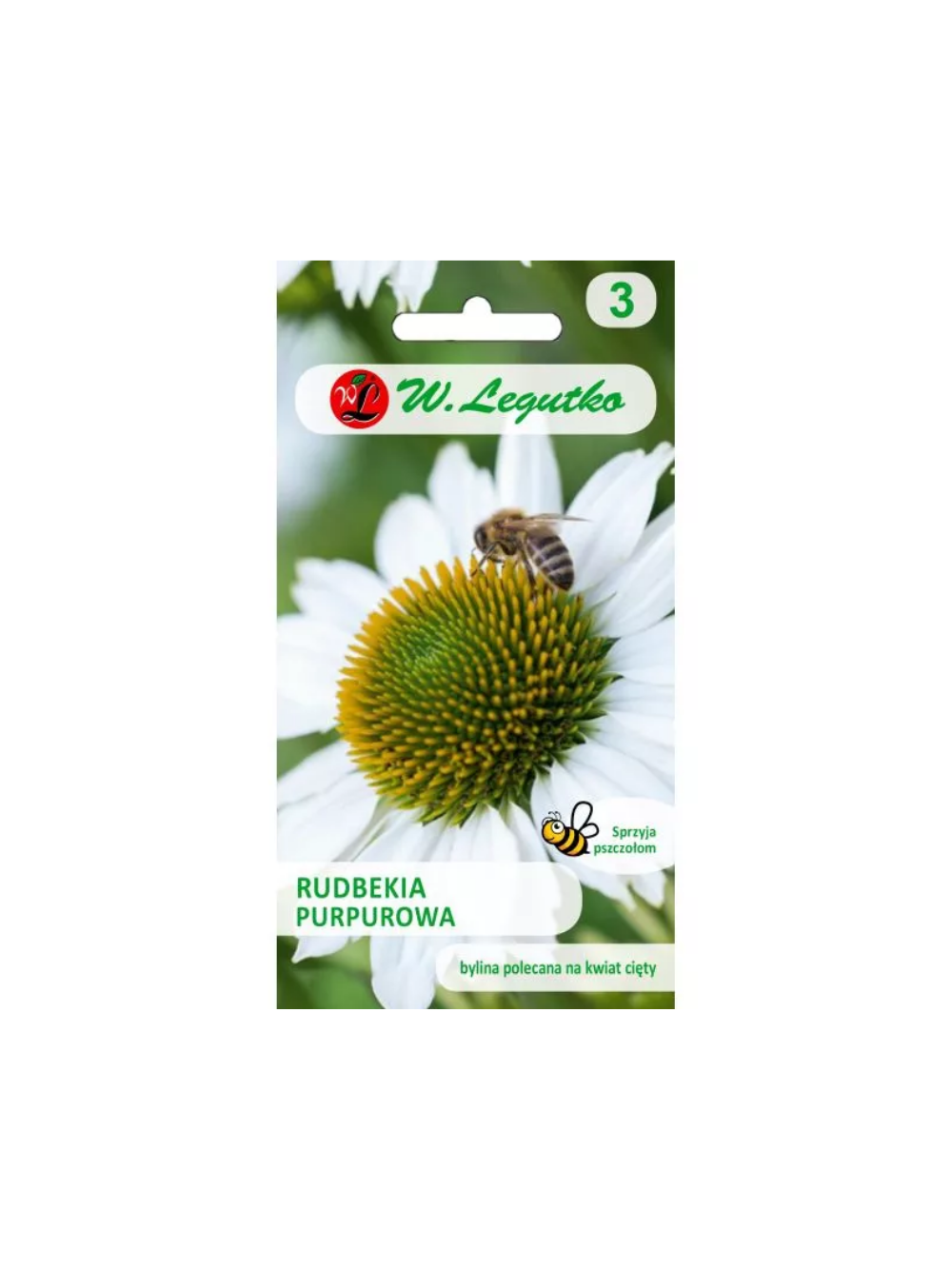 Rudbekia purpurowa, Jeżówka - biała