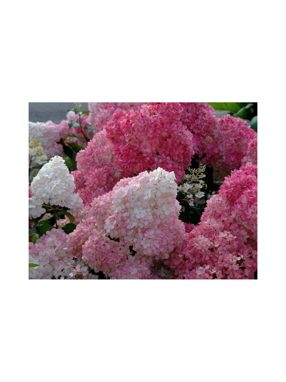 Hortensja bukietowa - Hydrangea paniculata 'Sundae Fraise'(R)