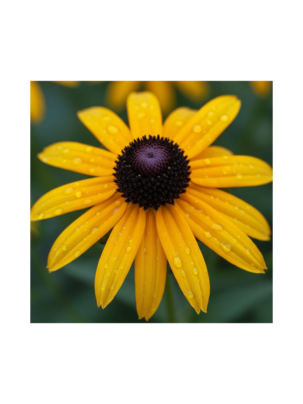 Rudbekia - Rudbeckia fulgida 'Goldsturm'