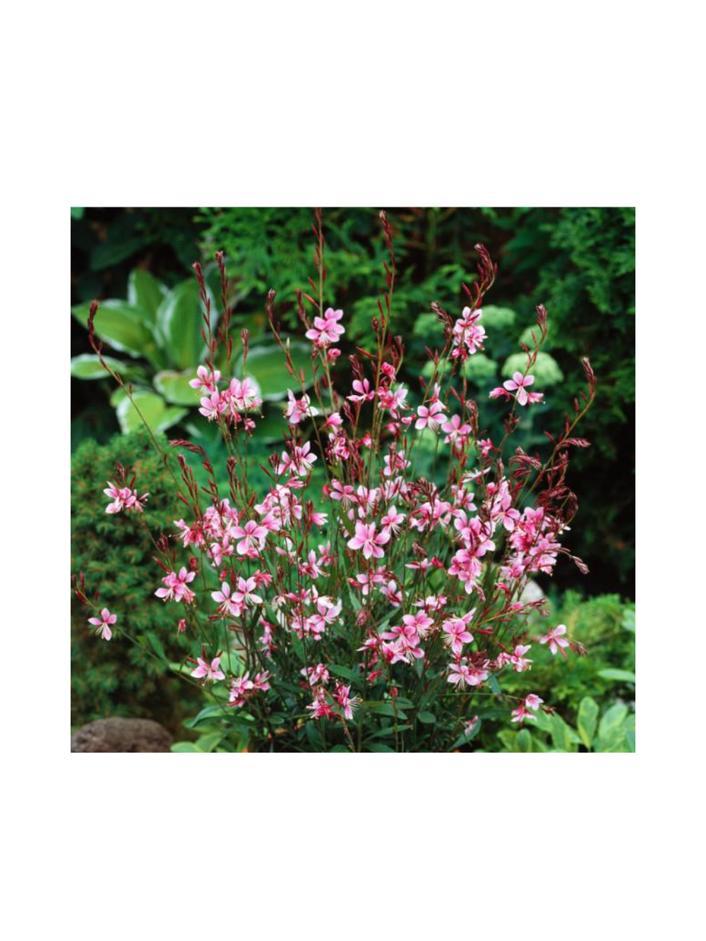 Gaura - Gaura lindheimeri 'Siskiyou Pink'