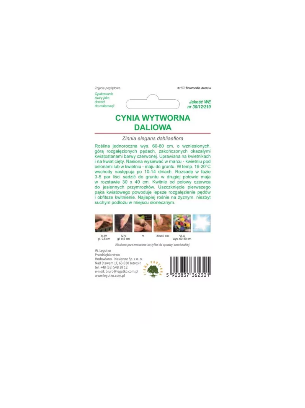 Cynia wytworna daliowa Scarlet Flame - czerwona