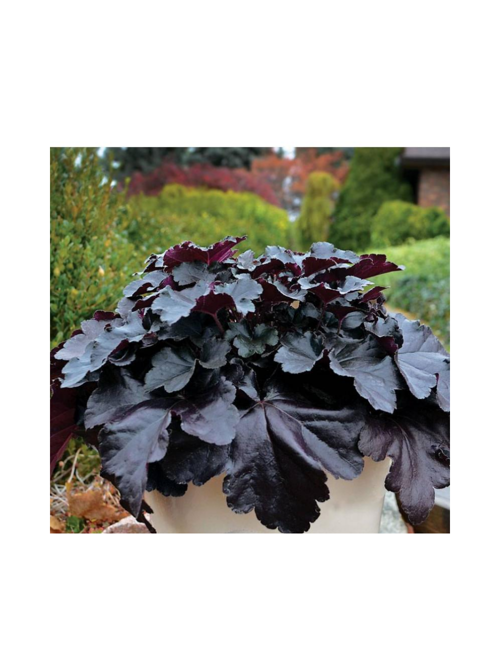 Żurawka - Heuchera 'Black Pearl'