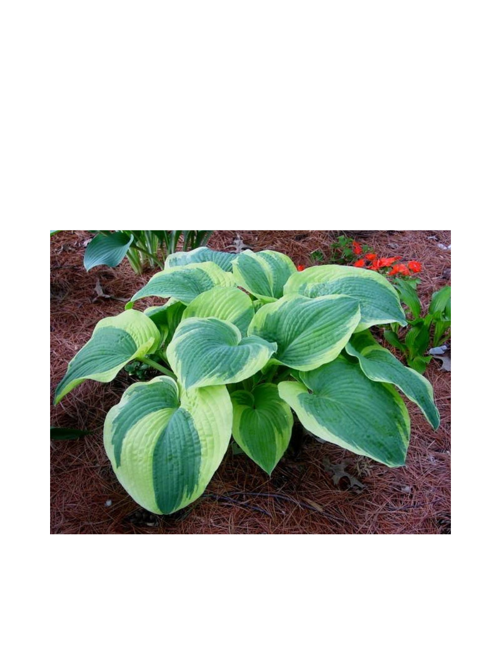 Funkia - Hosta 'American Halo'