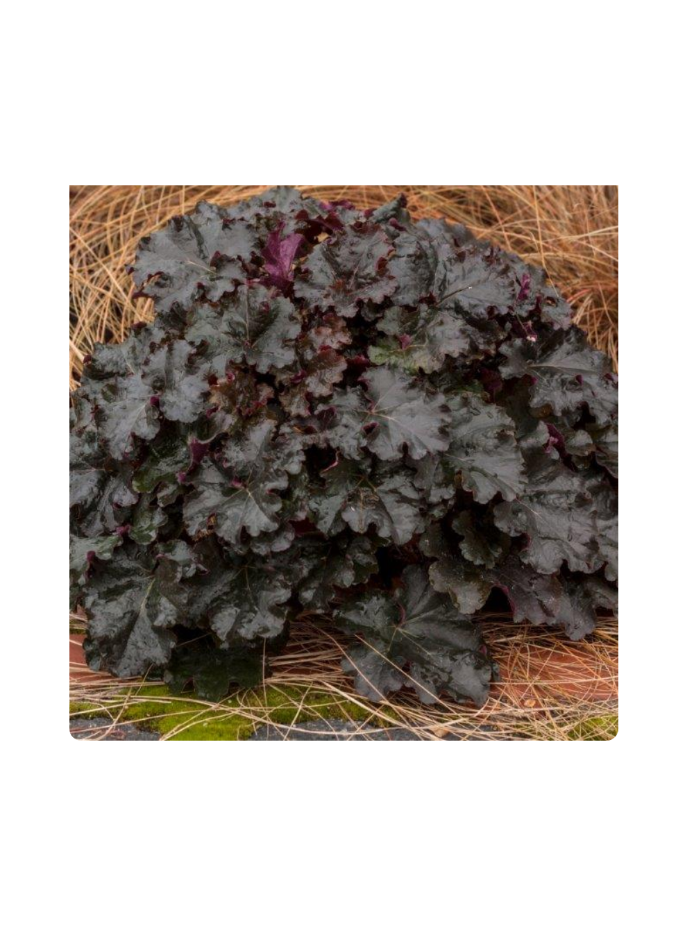 Żurawka - Heuchera 'World Caffe Espresso'