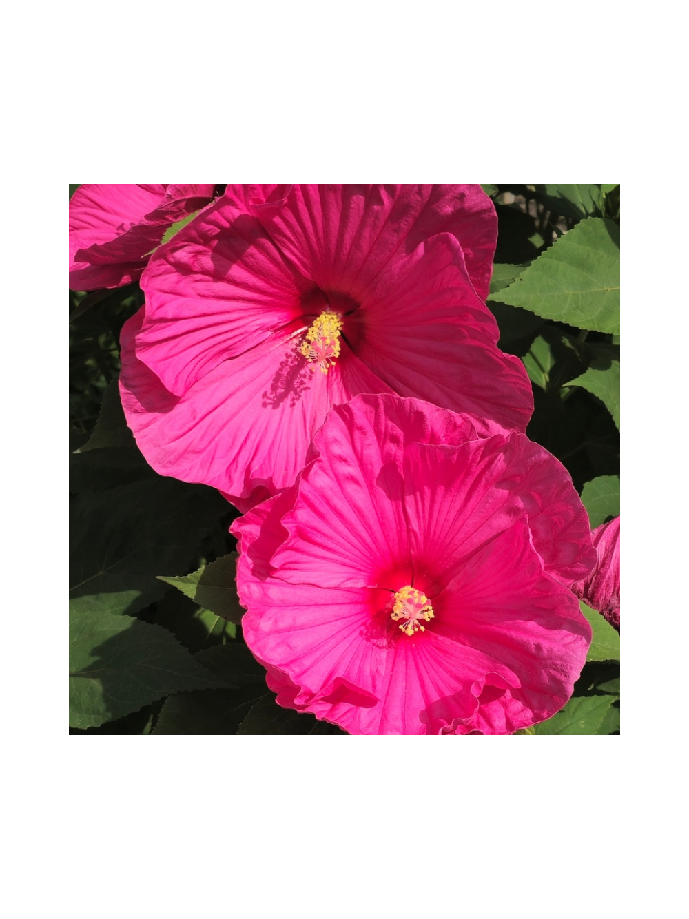 Hibiskus bagienny - Hibiscus moscheutos 'Large Lollipop'
