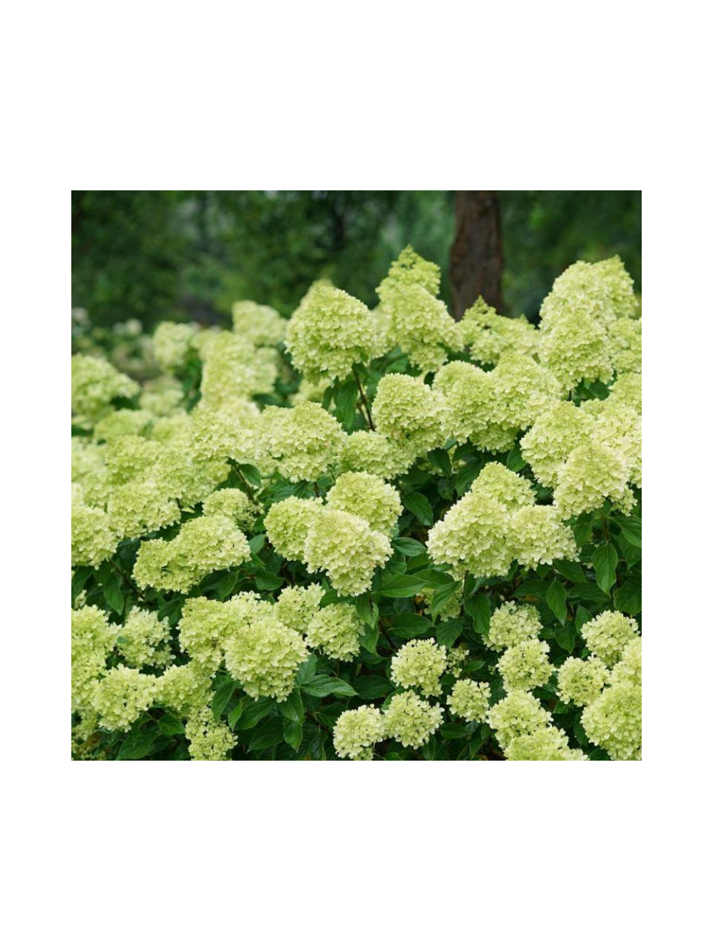 Hortensja bukietowa limonkowa- C3