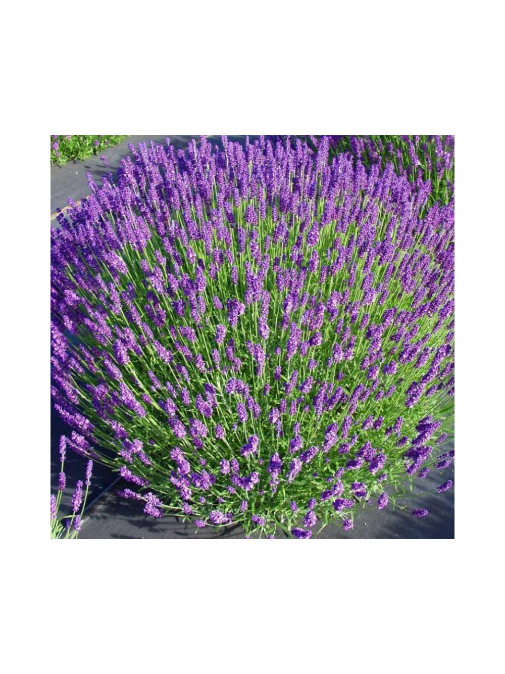 Lawenda wąskolistna - Lavandula angustifolia 'Hidcote Blue'