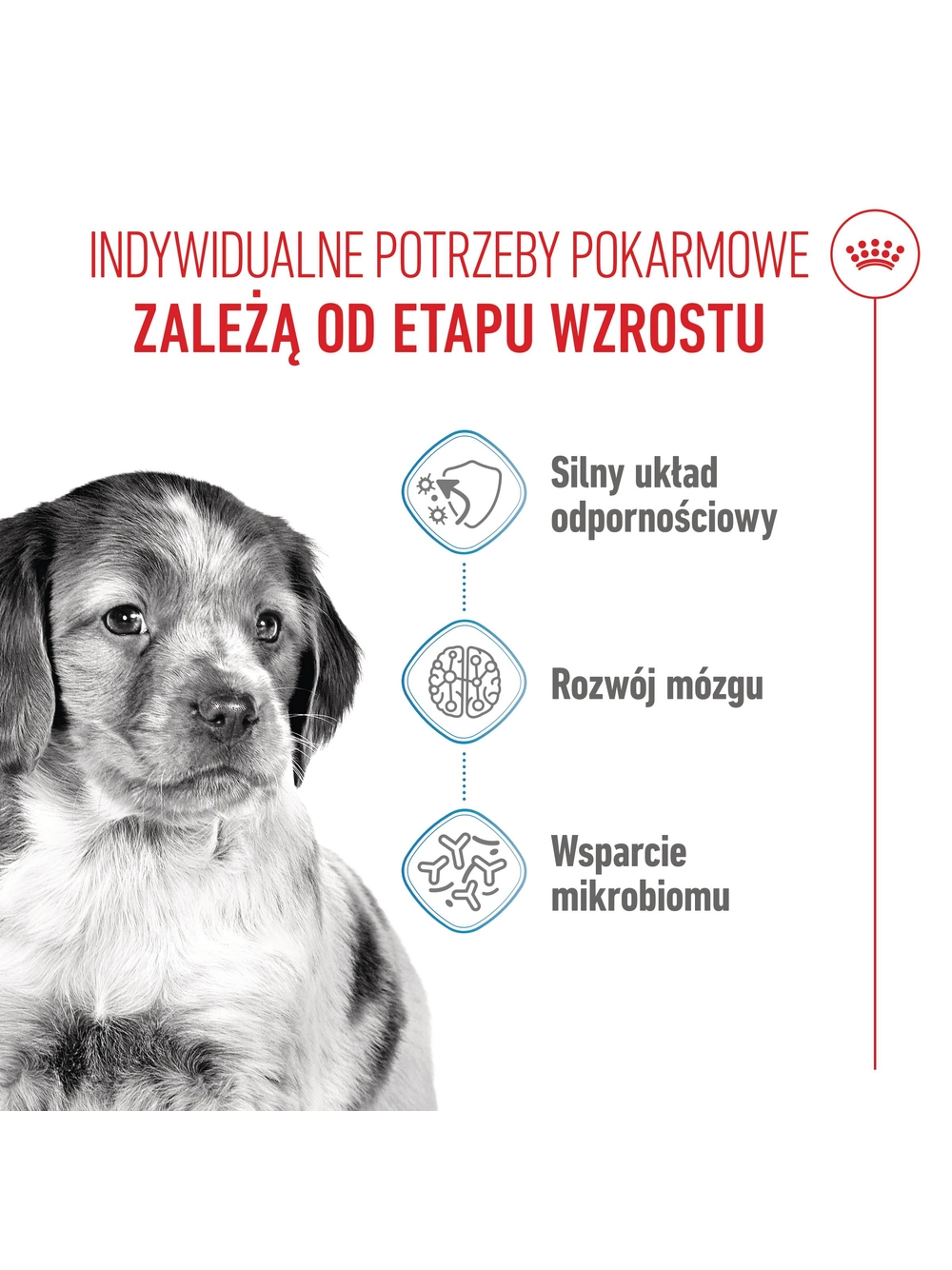 ROYAL CANIN Medium Puppy 4kg karma sucha dla szczeniąt, od 2 do 12 miesiąca, ras średnich
