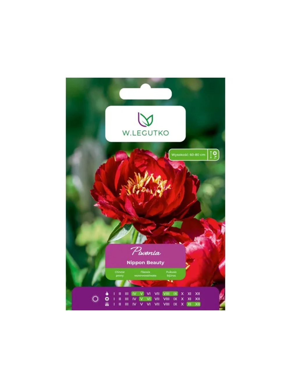 Piwonia Nippon Beauty czerwona 1szt.