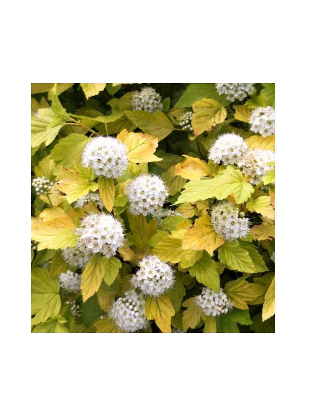 Pęcherznica kalinolistna - Physocarpus opulifolius 'Luteus'