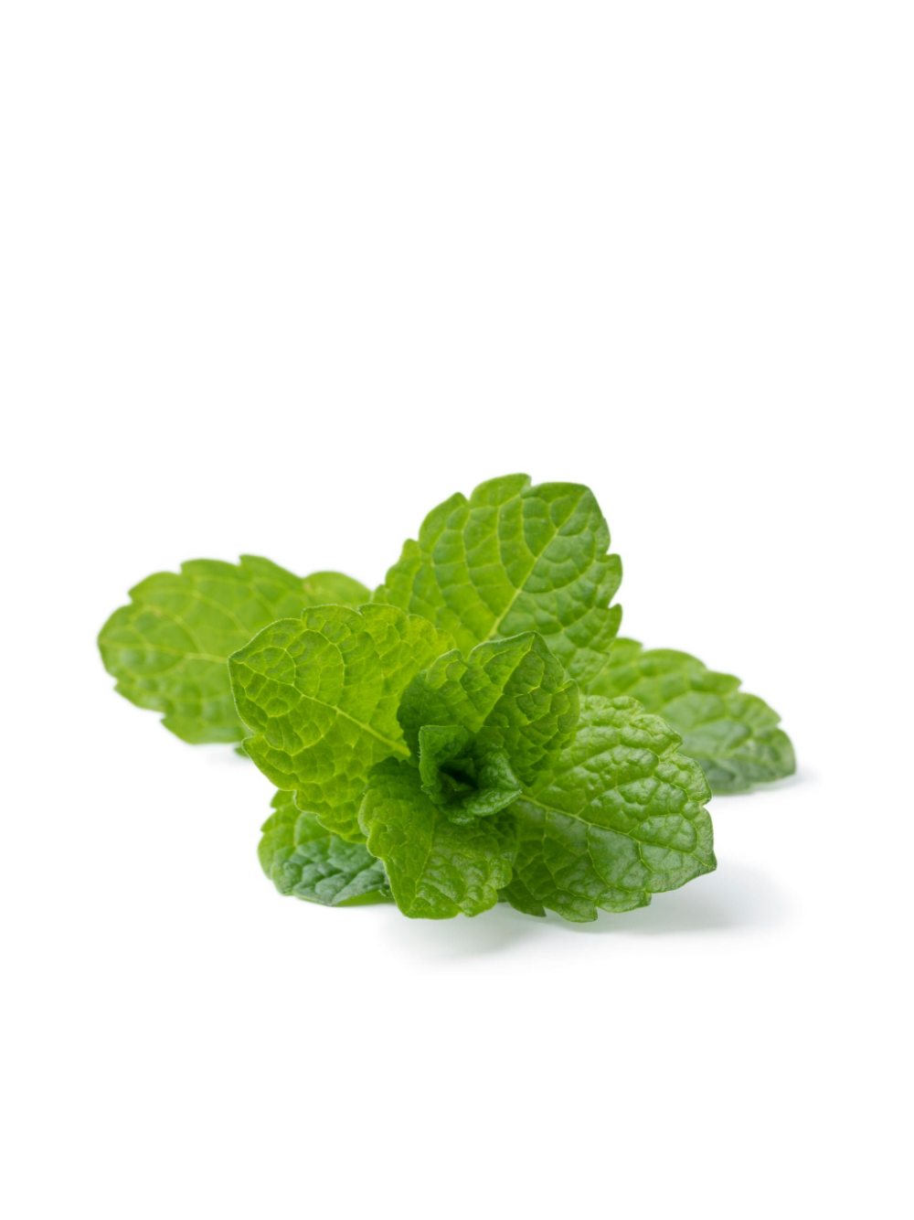 Mięta - Mentha Marokkanische