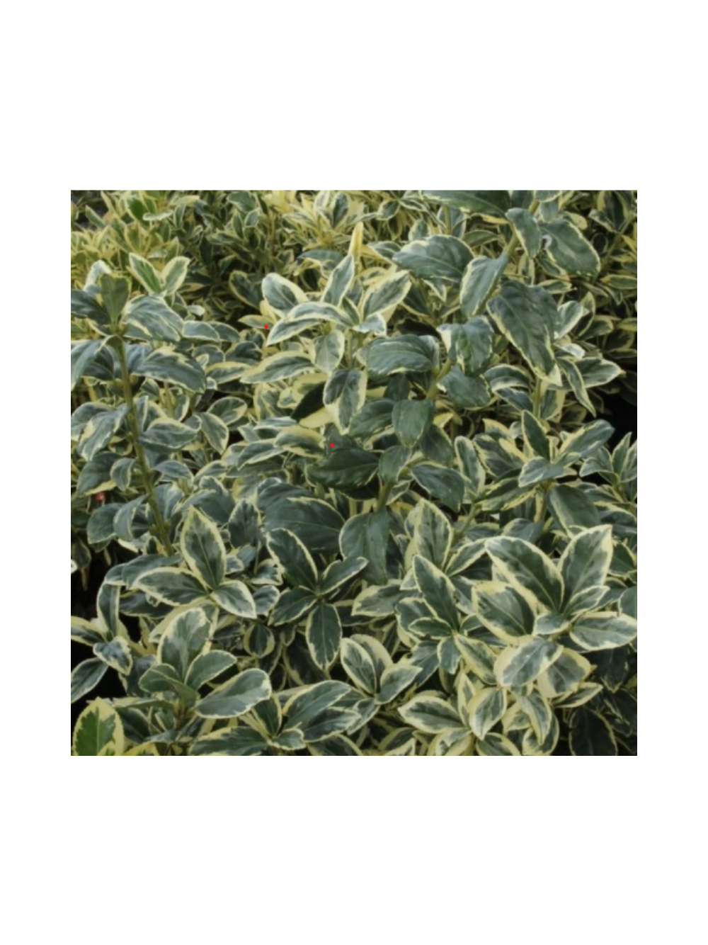 Trzmielina japońska - Euonymus japonica 'Bravo'