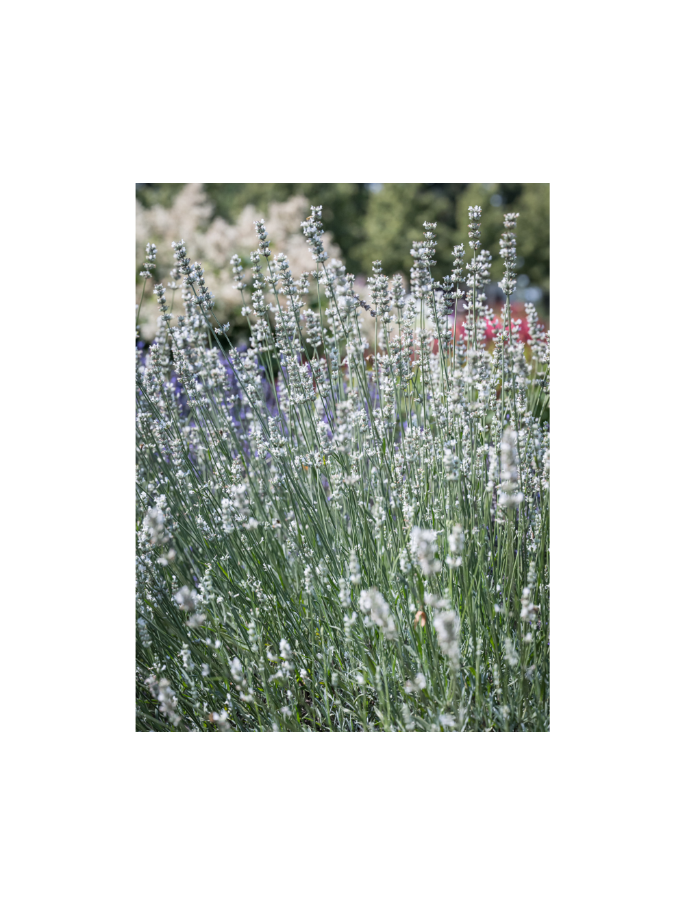 Lawenda pośrednia -  Lavandula x intermedia 'Exceptional'