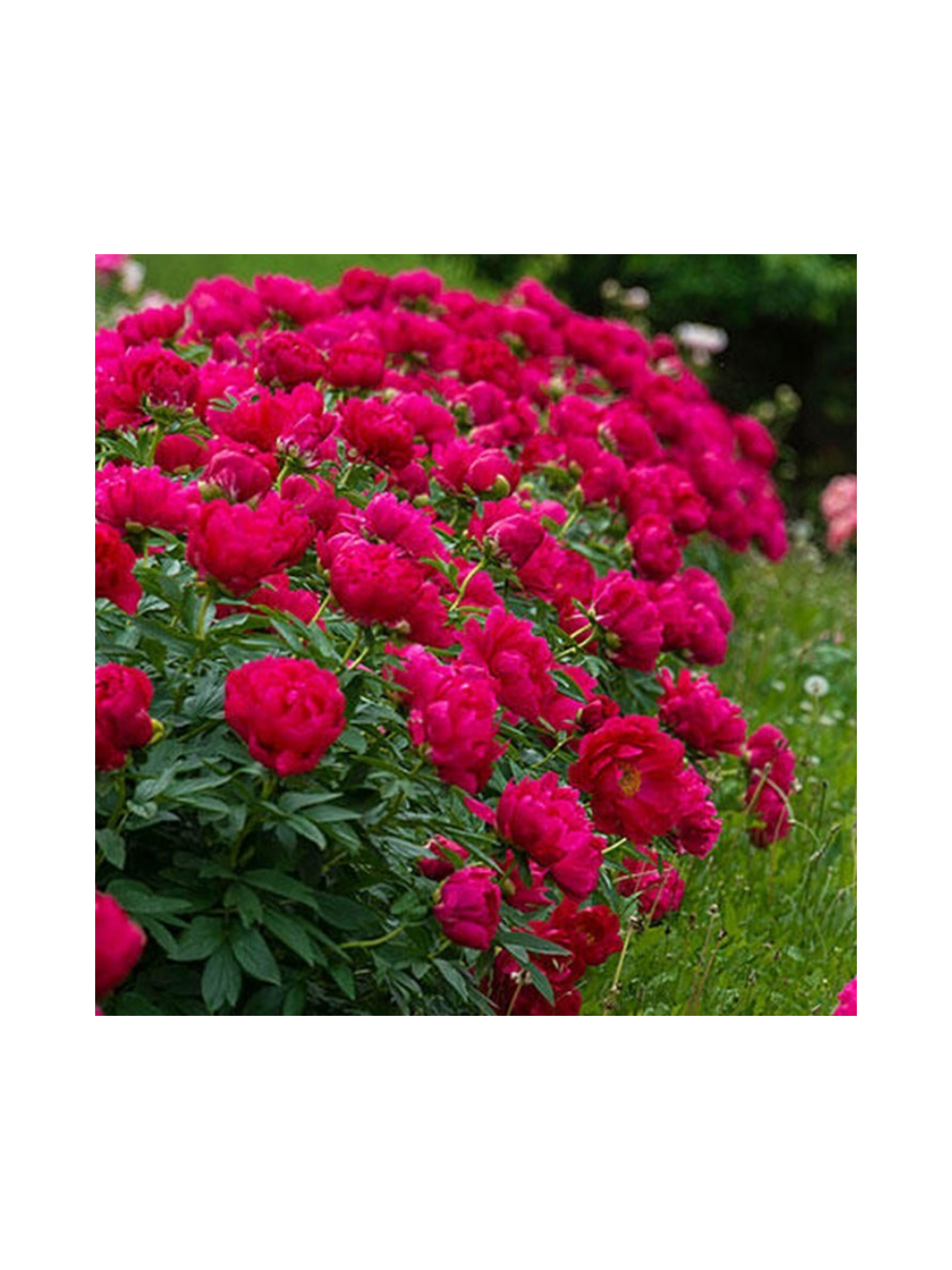 Paeonia lactiflora 'Red Sarah Bernhardt'