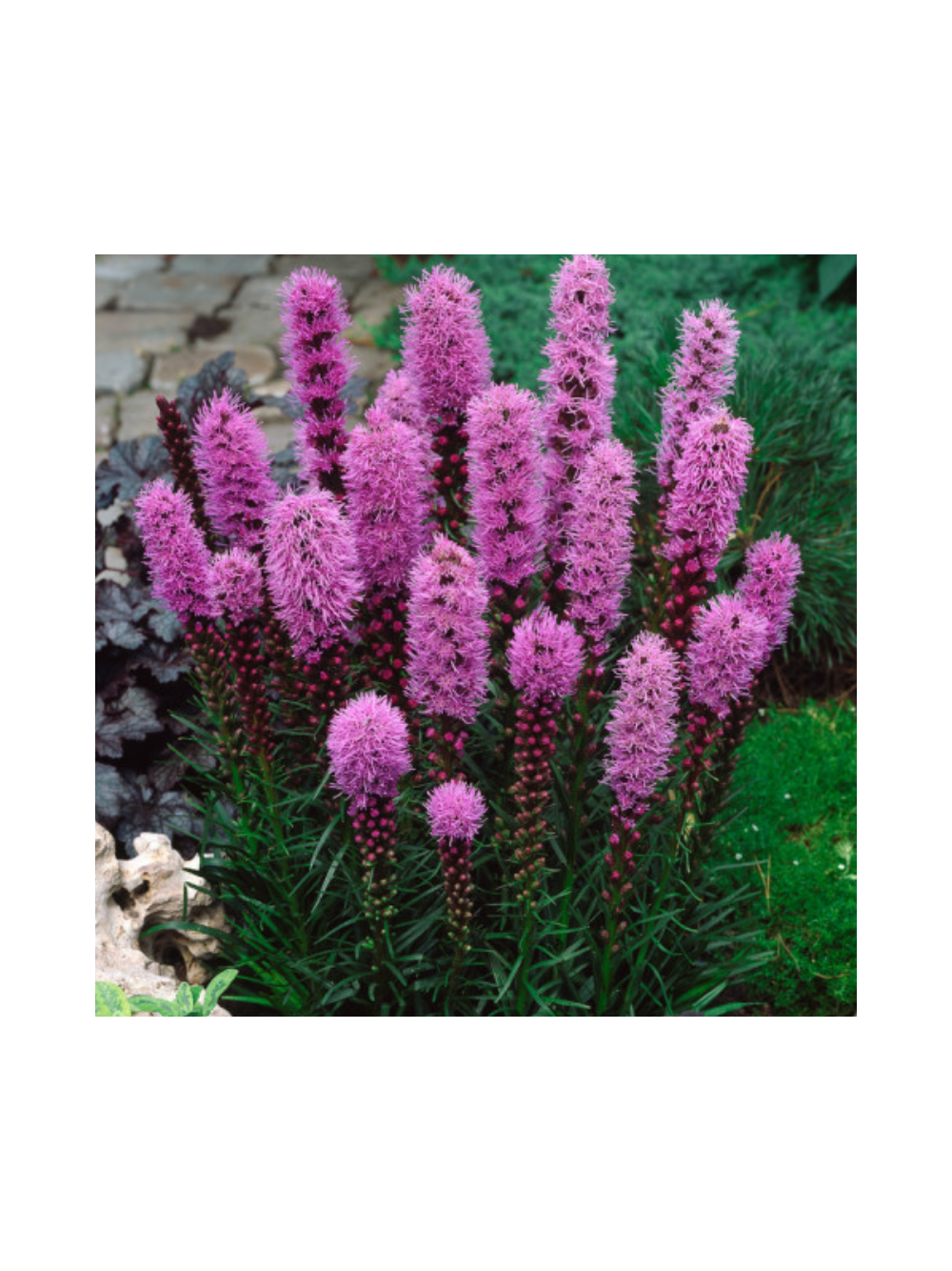 Liatra kłosowa fioletowa- Liatris Spicata 1 szt