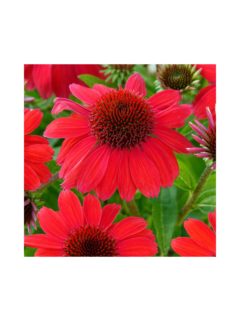 Jeżówka purpurowa - Echinacea purpurea SunMagic 'Vintage Ruby'