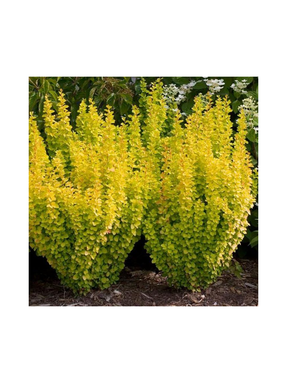 Berberys Thunberga - Berberis thunbergii 'Golden Rocket'(R)