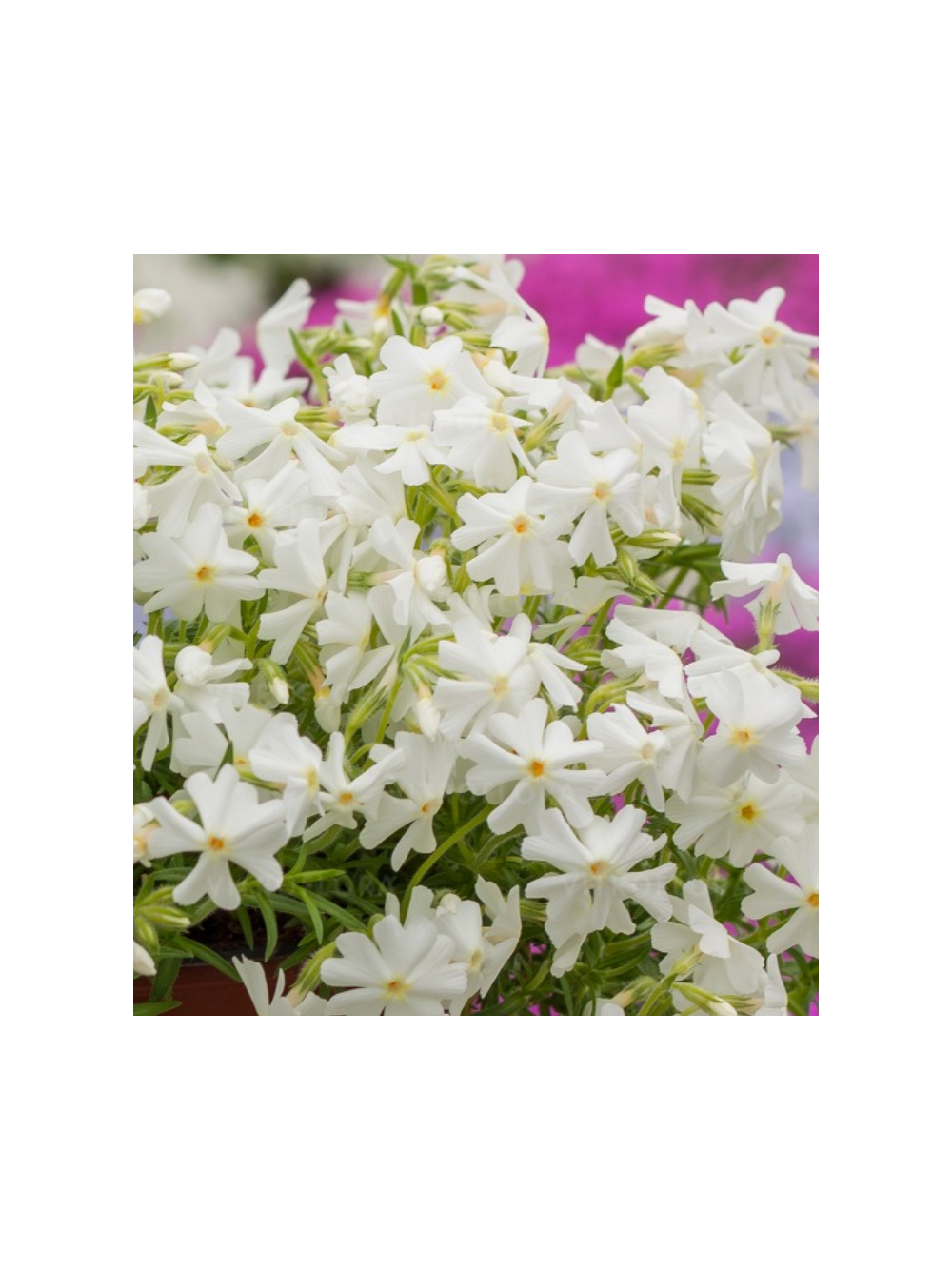 Floks szydlasty - Phlox subulata 'Spring White'