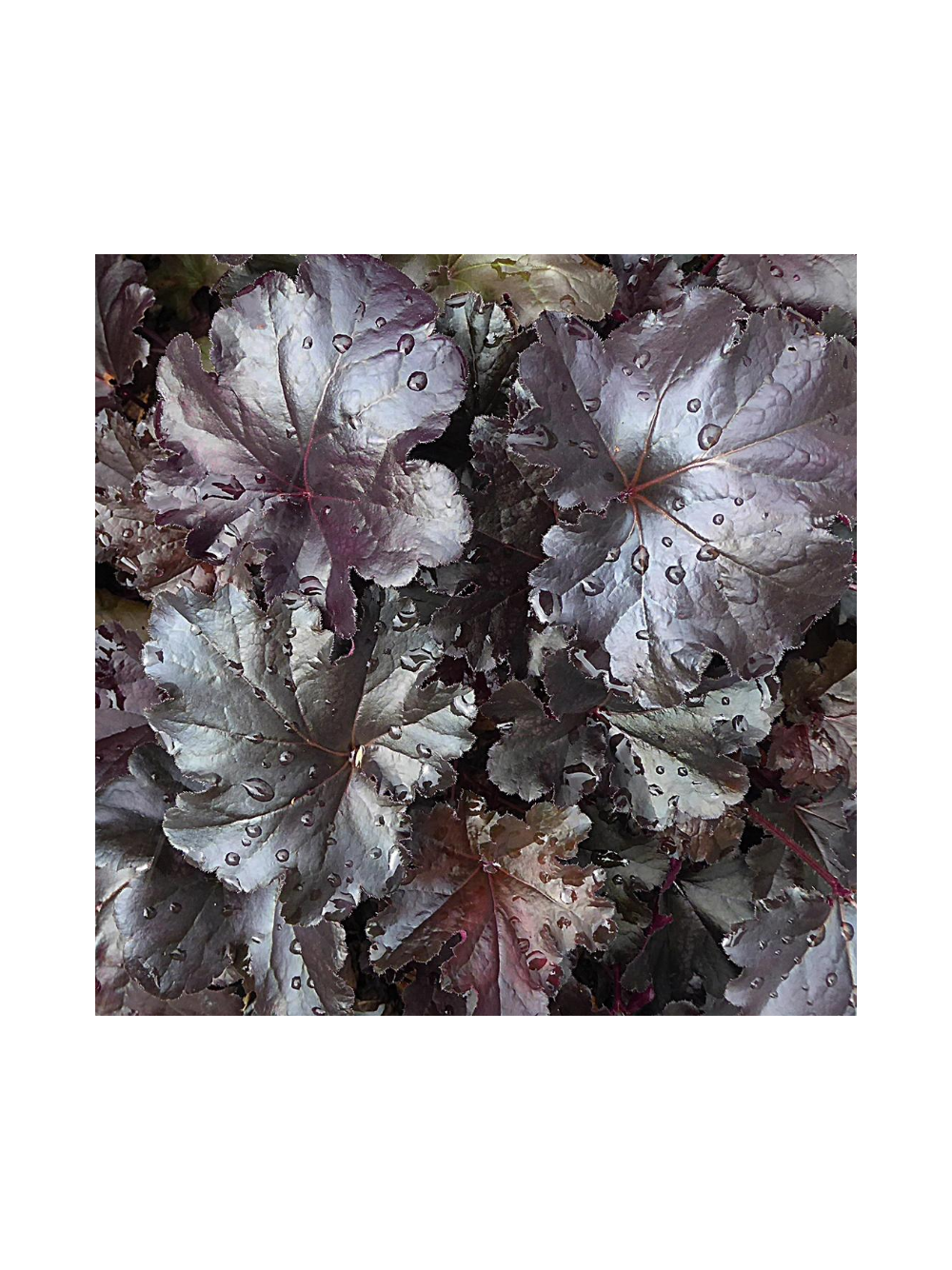 Żurawka - Heuchera 'Black Pearl'