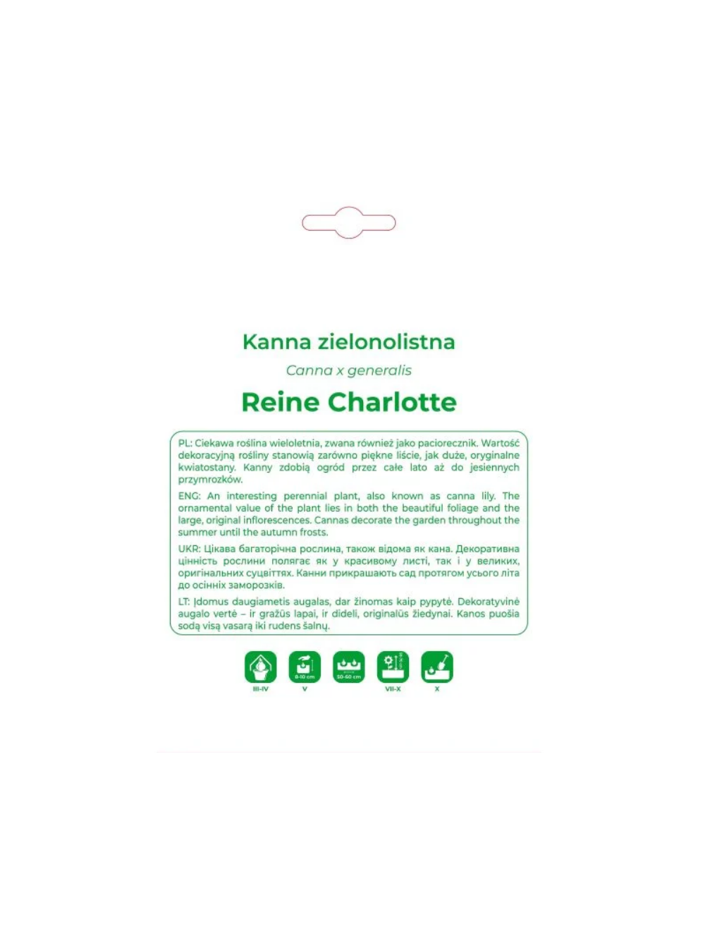 Kanna Reine Charlotte żółto-czerwona 1szt.