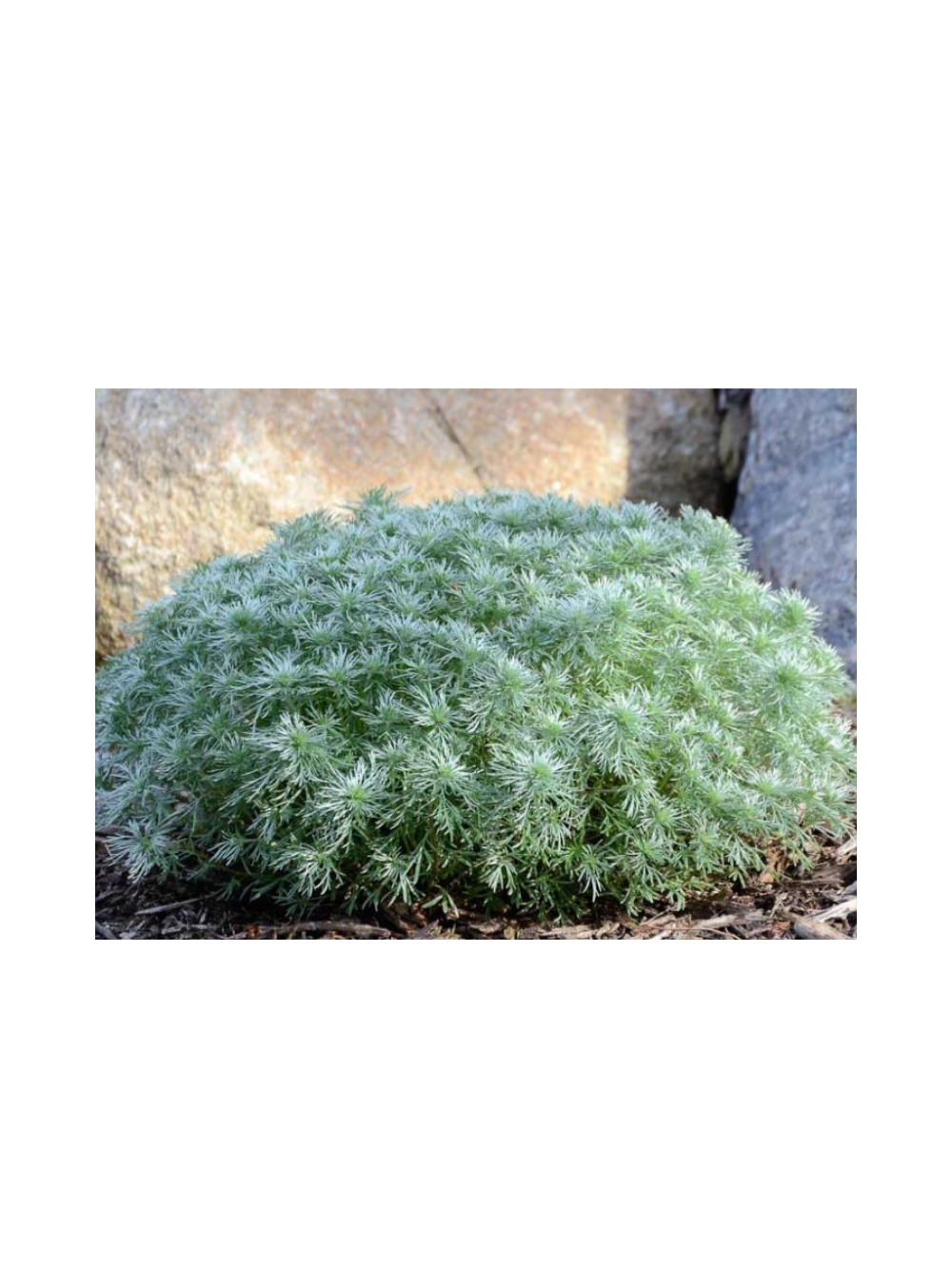 Bylica - Artemisia 'Silver Mound'