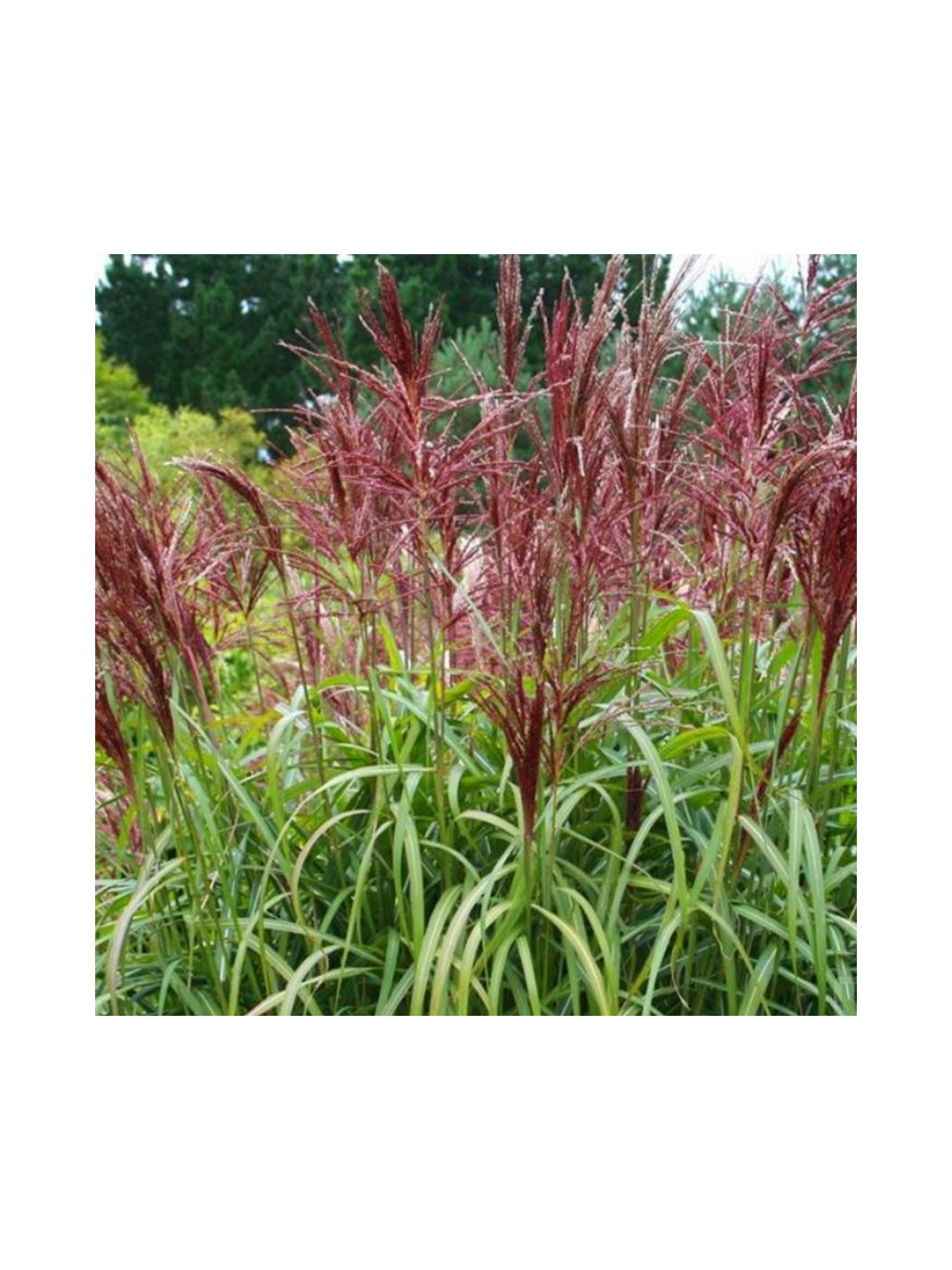 Miskant chiński- Miscanthus sinensis 'Dronning Ingrid'