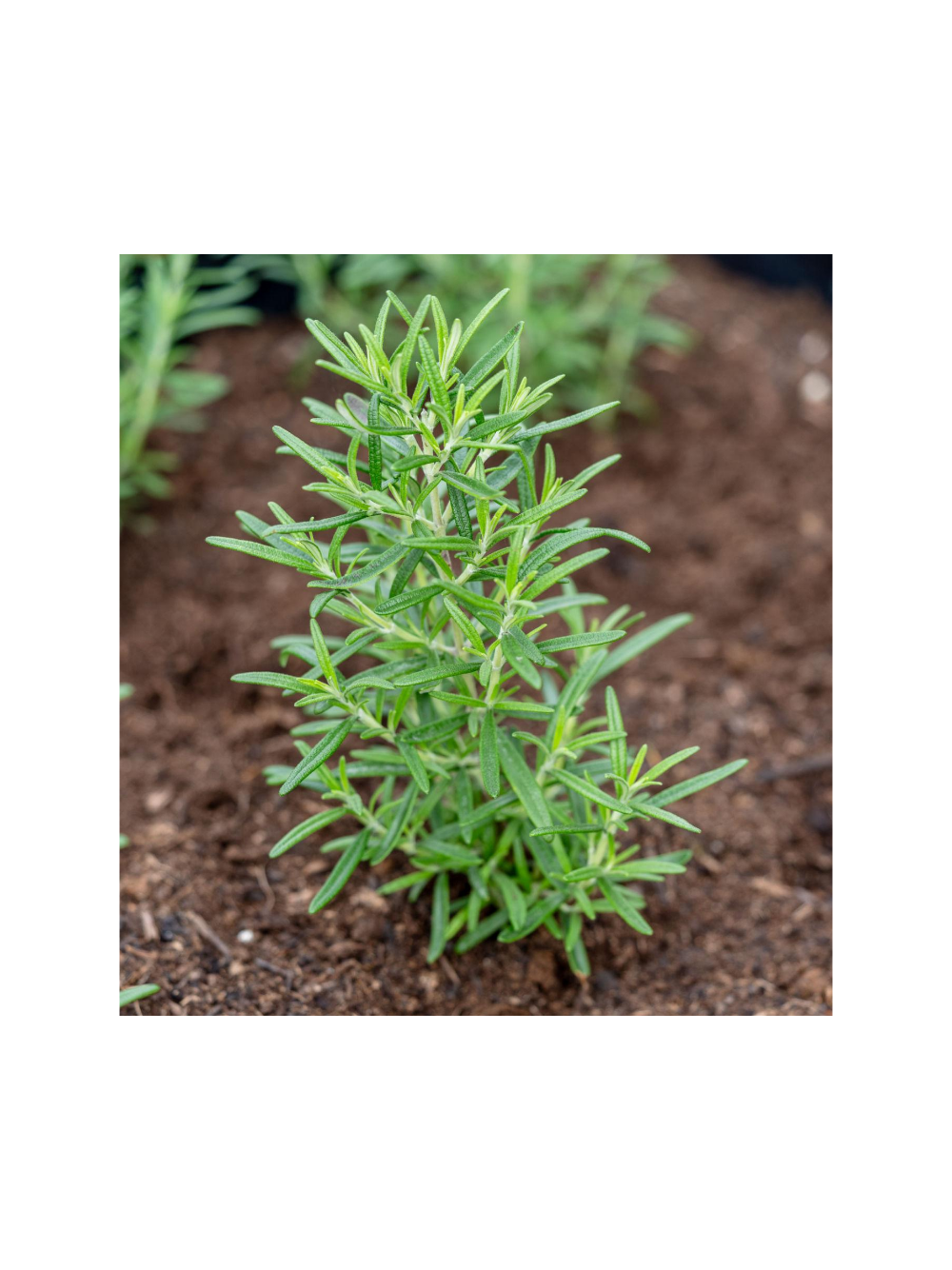 Rozmaryn lekarski - Rosmarinus officinalis