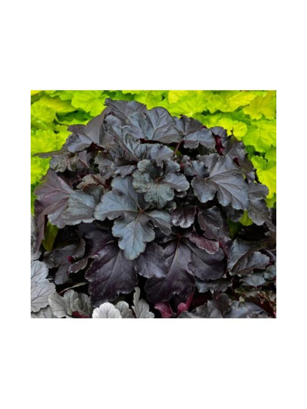 Żurawka - Heuchera 'Black Pearl'