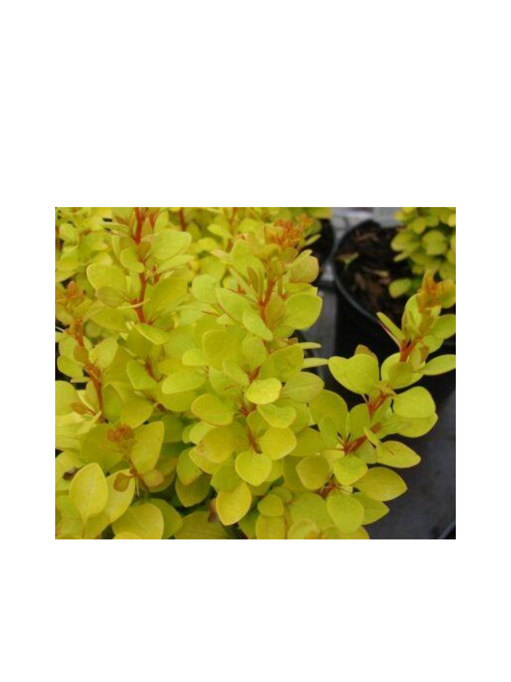 Berberys Thunberga - Berberis thunbergii 'Golden Rocket'(R)