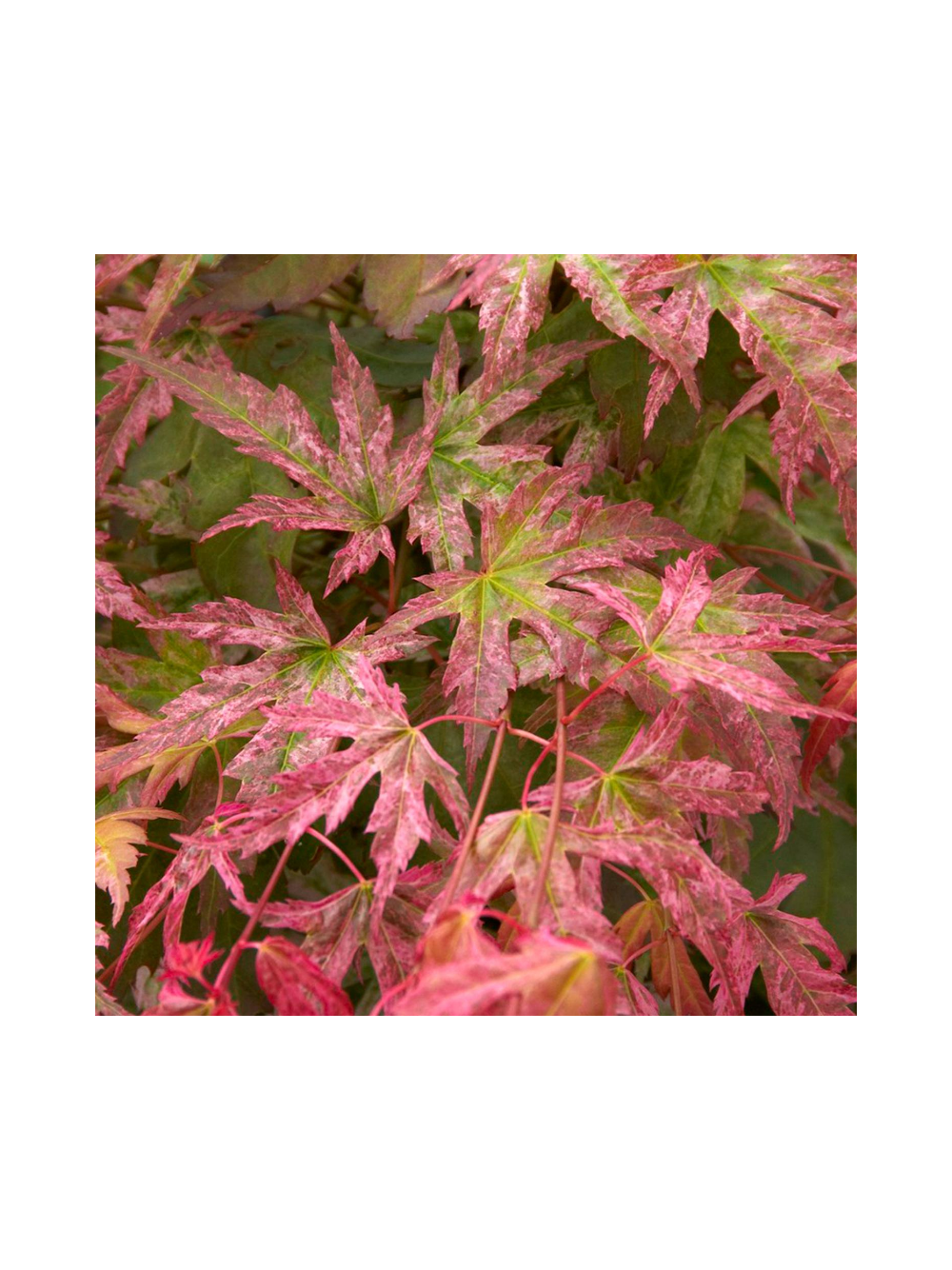 Klon palmowy - Acer palmatum 'Phoenix'