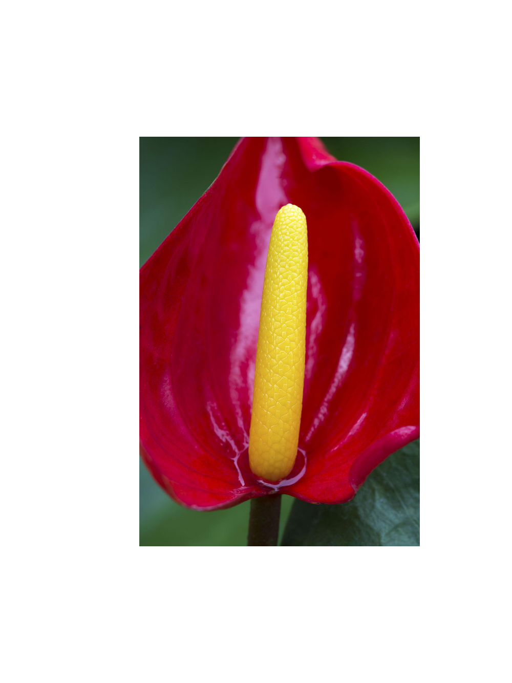 Anthurium czerwone d12