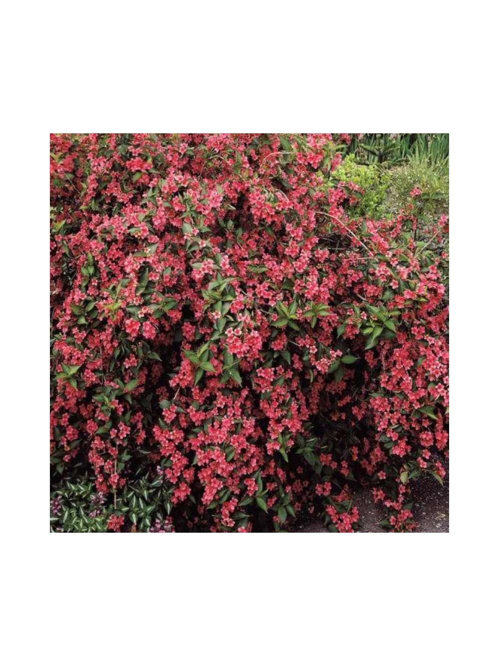 Krzewuszka - Weigela 'Bristol Ruby'