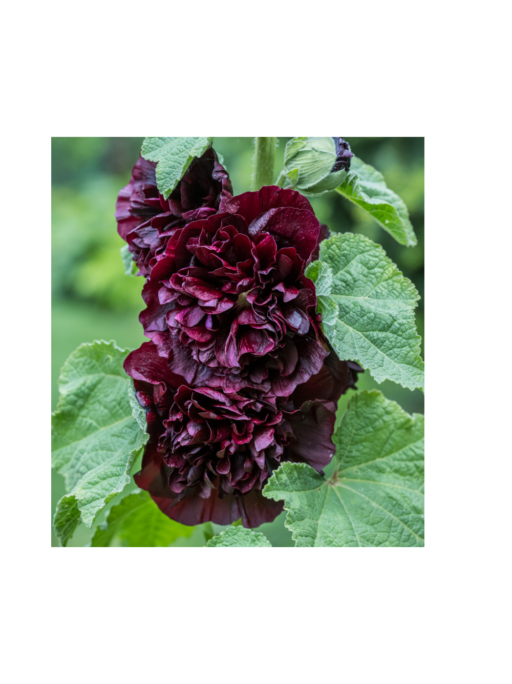 Malwa różowa - Alcea rosea 'Charter's Double Purple'